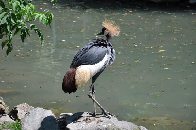 min 2013 07 06 beauval 257